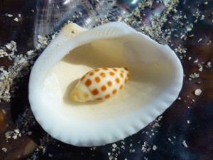 tiny junonia in ark on pen shell tiny junonia in ark on pen shell