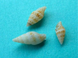 3 sparse dove seashells 3 sparse dove seashells