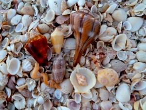 Sanibel six plus moon wormie Sanibel six plus moon wormie