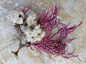 Sea whip with bryozoan colony
