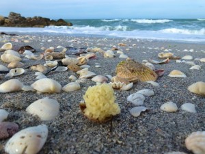 apple murex egg case