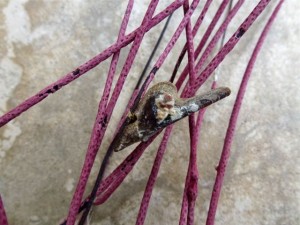 atlantic wing oyster sea whip atlantic wing oyster sea whip