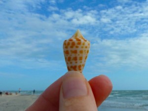 baby alphabet cone sanibel bp baby alphabet cone sanibel bp