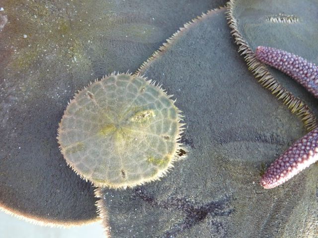 baby sand dollar