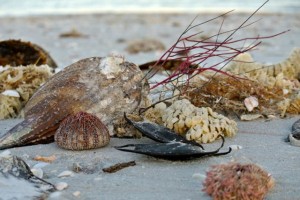 beach bling flotsam jetsam beach bling flotsam jetsam
