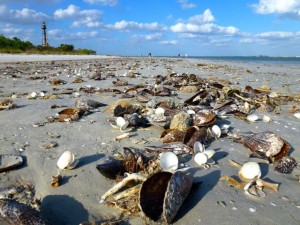 beach bling flotsam sanibel gulf beach bling flotsam sanibel gulf