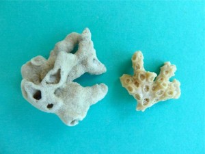 bryozoa coral difference