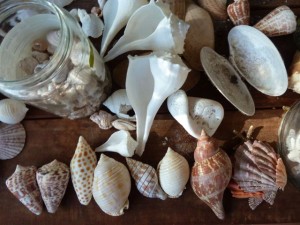 capt brian best seashells