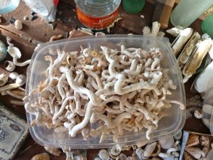 captain brian worm shells