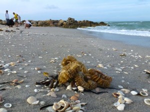 captiva bp egg case