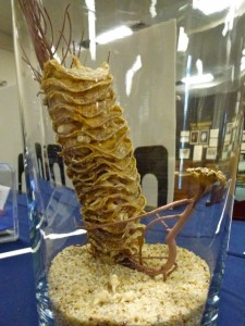 chank shell egg case