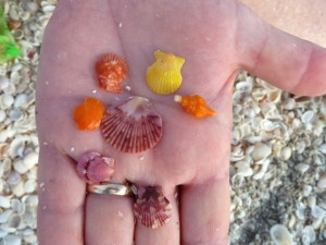 colorful mini shells colorful mini shells
