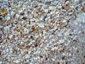 common bivalve shells sanibel common bivalve shells sanibel
