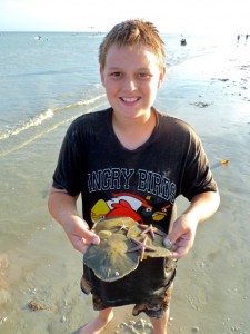cory sand dollar starfish cory sand dollar starfish