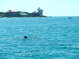 dolphin captiva cruises boat