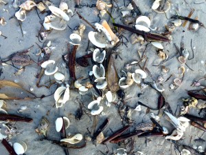 dosinia sea shells sanibel cybershell dosinia sea shells sanibel cybershell
