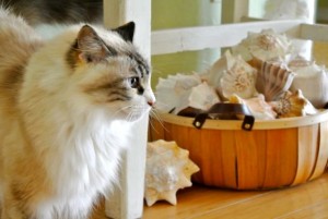 dustie seashells dustie seashells