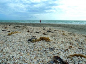 egg cases seashells egg cases seashells