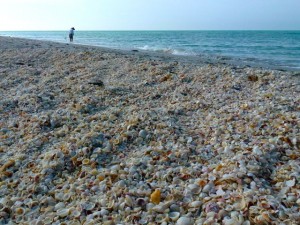 gulf coast seashells gulf coast seashells