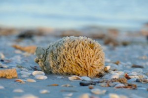 horse conch mollusk egg case horse conch mollusk egg case