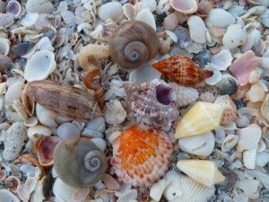 kathy seashells kathy seashells
