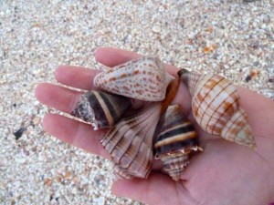 kristy dave seashells sanibel kristy dave seashells sanibel