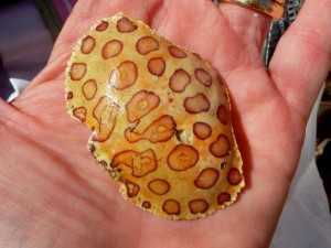 leopard crab cayo costa
