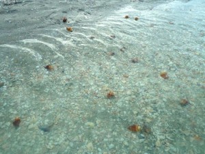 live fighting conchs shells tidal pool live fighting conchs shells tidal pool
