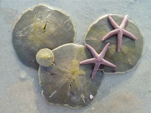 live sand dollars starfish live sand dollars starfish