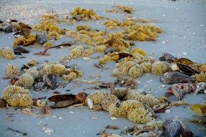 mollusk egg cases Sanibel Florida mollusk egg cases Sanibel Florida