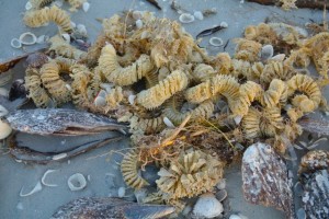 mollusk egg casings beach mollusk egg casings beach