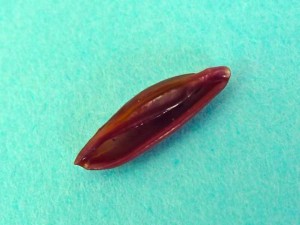 one-tooth simnia aperture