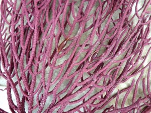 one-tooth simnia on sea whip