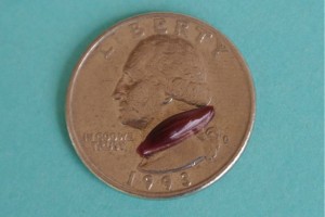 one-tooth simnia size