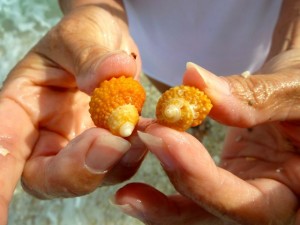 orange chestnut turban sanibel orange chestnut turban sanibel