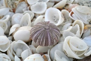 purple sea urchin on seashells purple sea urchin on seashells