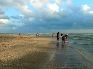 sanibel shelling turner beach sanibel shelling turner beach
