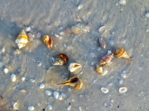 scattered shells south florida scattered shells south florida