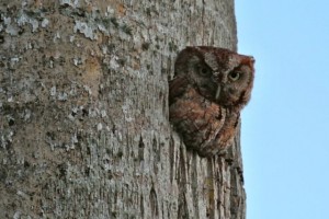 screech owl our tree screech owl our tree