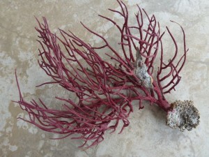 sea shell in sea whip sea shell in sea whip