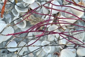 sea whip one-tooth simnia