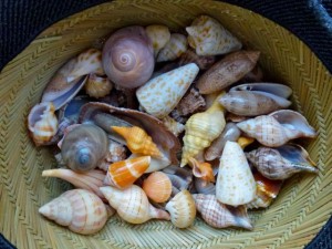 seashells in a hat seashells in a hat