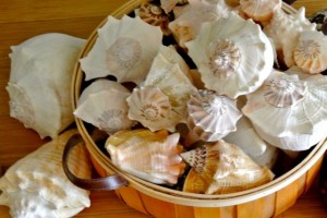 seashells in basket seashells in basket