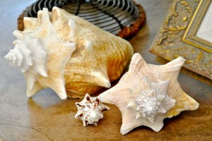 seashells on table seashells on table