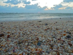 seashells sanibel sunset seashells sanibel sunset