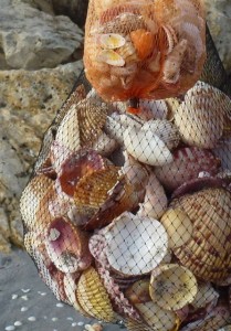 shell bags captiva