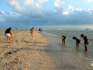 shelling sanibel turner beach shelling sanibel turner beach
