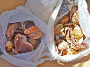 shells cayo costa south florida