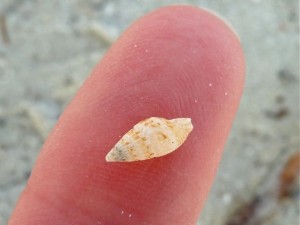 small sparse dove shell small sparse dove shell