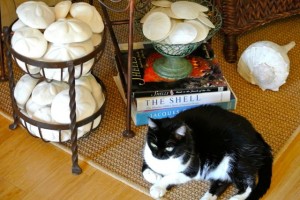 smittie seashell displays smittie seashell displays